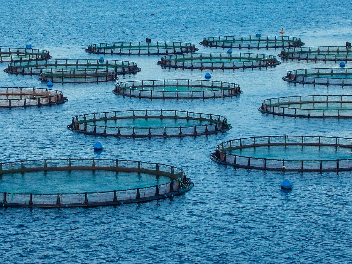Aquaculture & Fishing