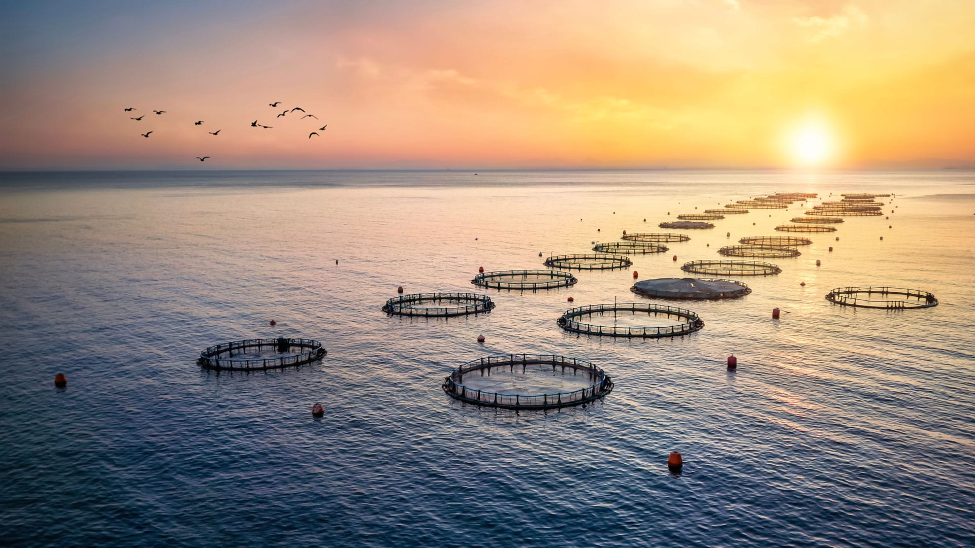 Aquaculture fish cages at sunset with flying birds and calm sea.