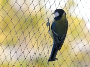Bird perched on wire mesh fence with blurred background.